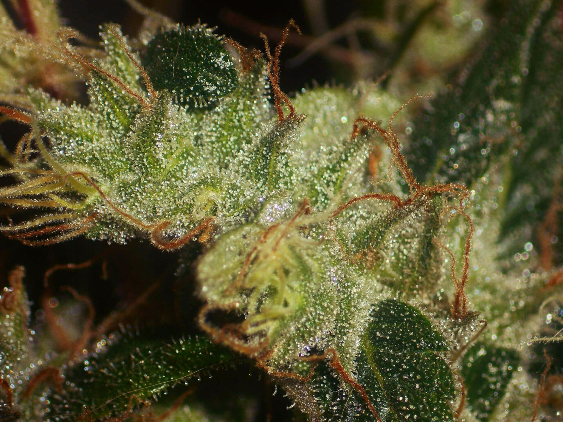 Seedsman - Purple Bud (reg.)