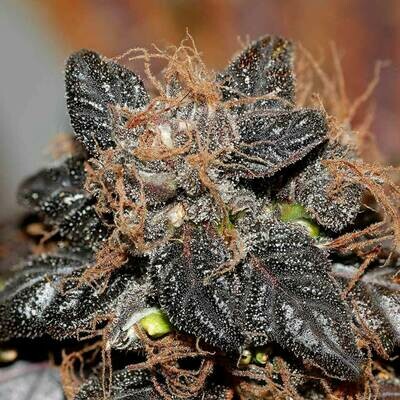 Seedsman - Purple Bud (reg.) 00130