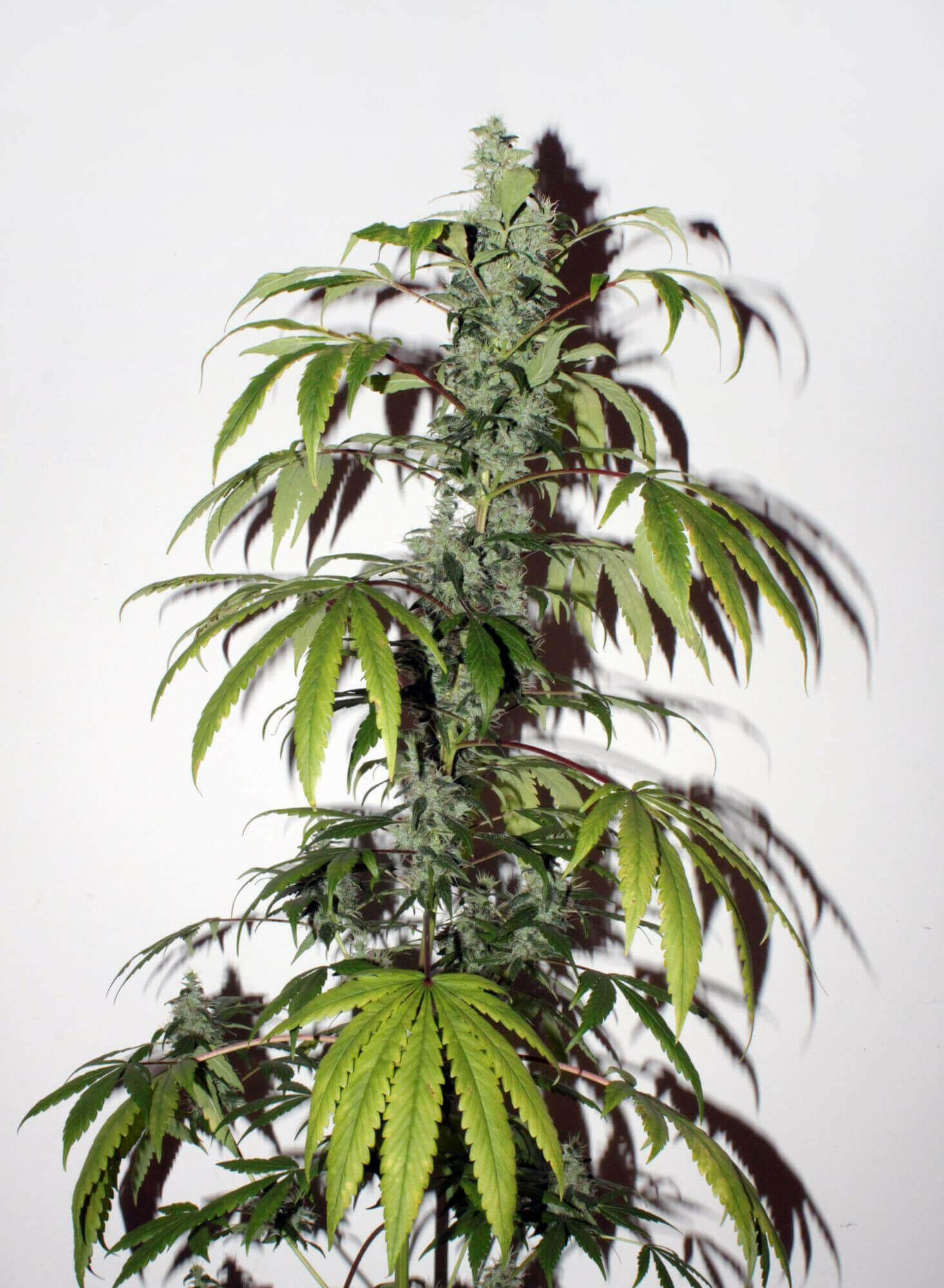 Seedsman - Purple Bud (reg.)