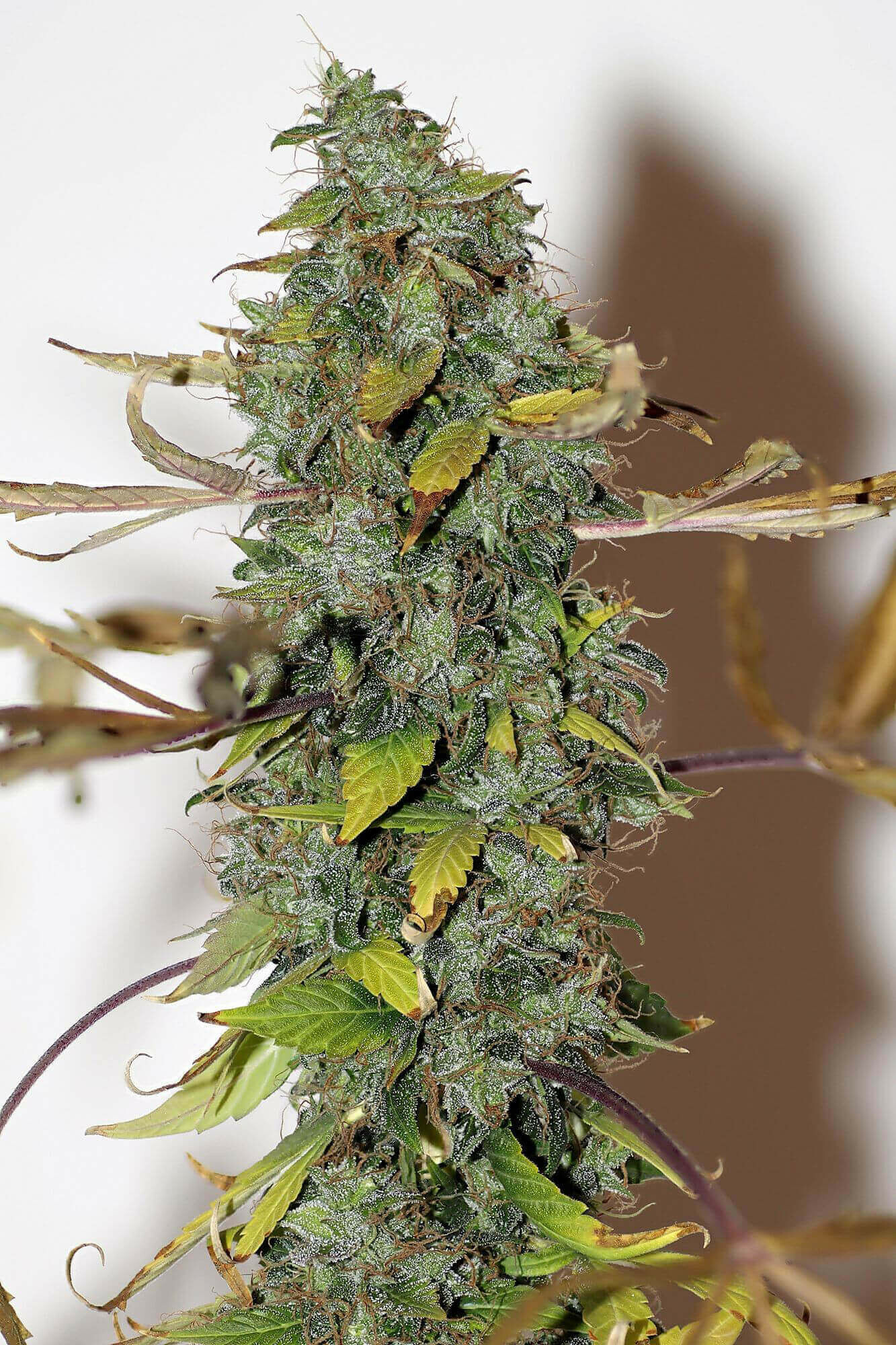 Seedsman - Purple Bud (reg.)