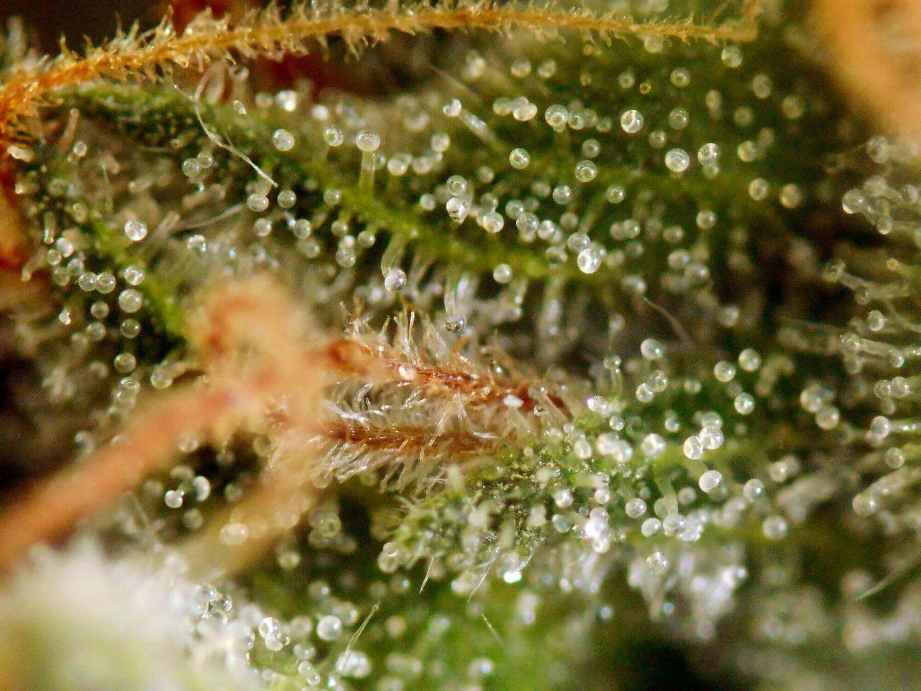 Seedsman - Purple Bud (reg.)