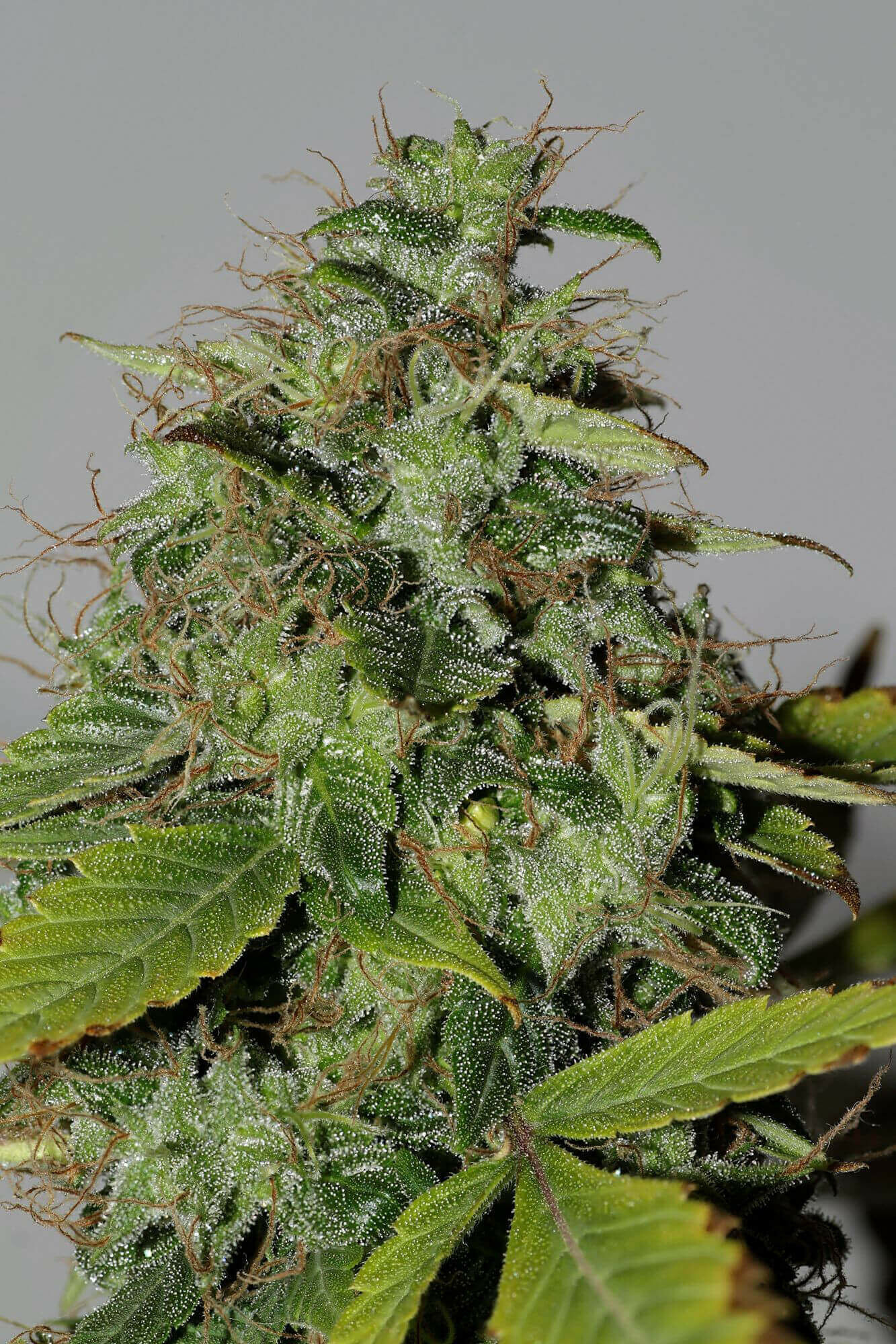 Seedsman - Purple Bud (reg.)