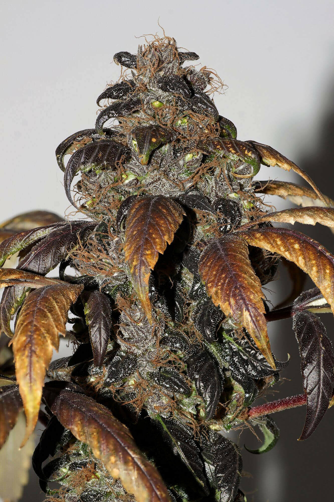 Seedsman - Purple Bud (reg.)