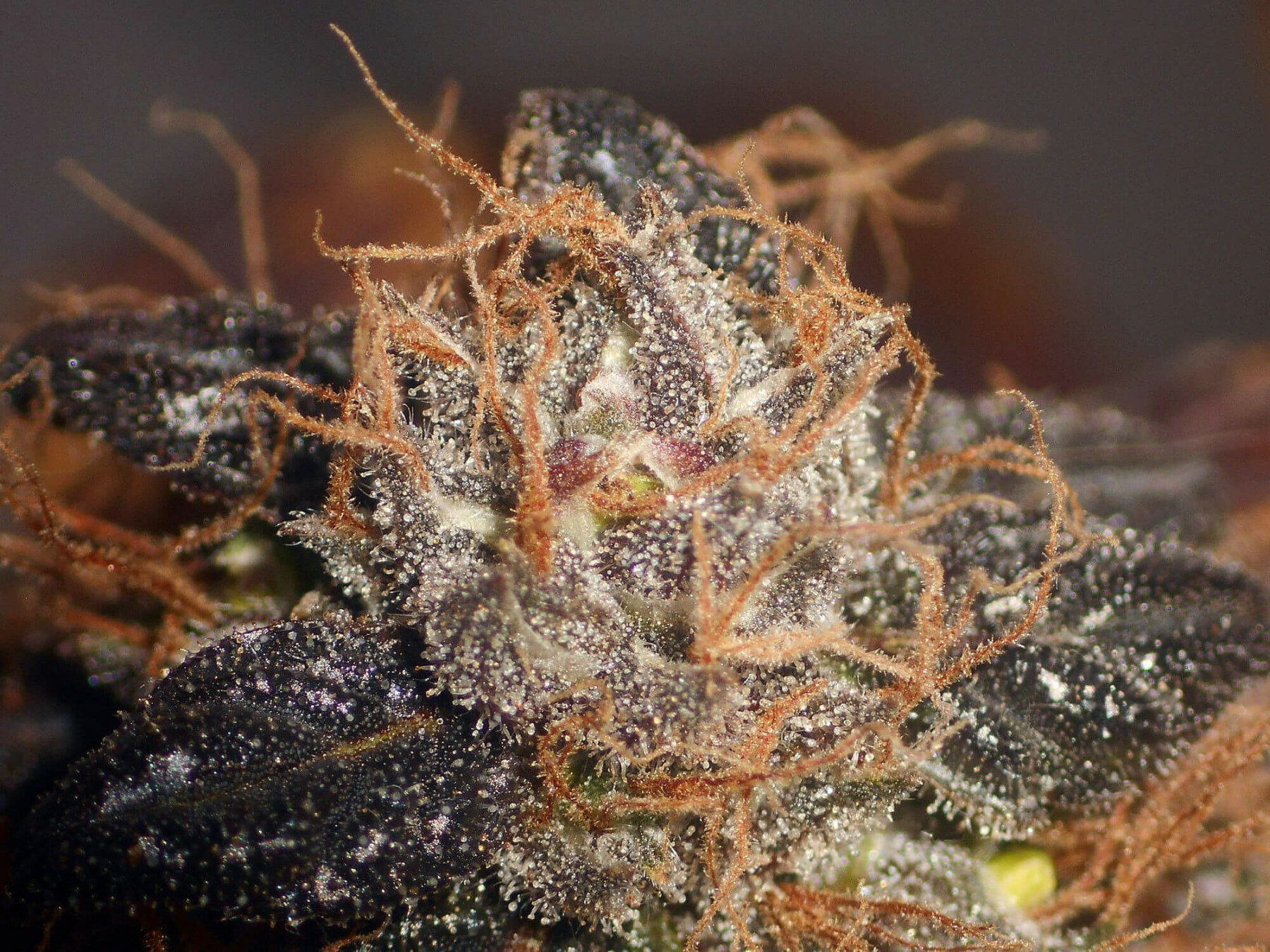 Seedsman - Purple Bud (reg.)