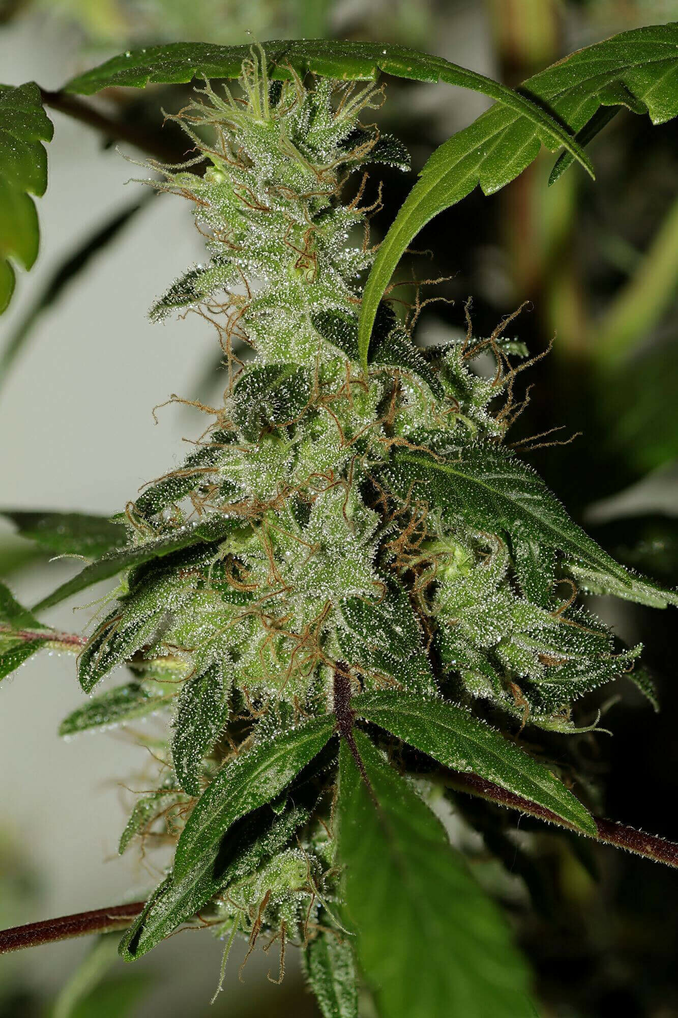 Seedsman - Purple Bud (reg.)