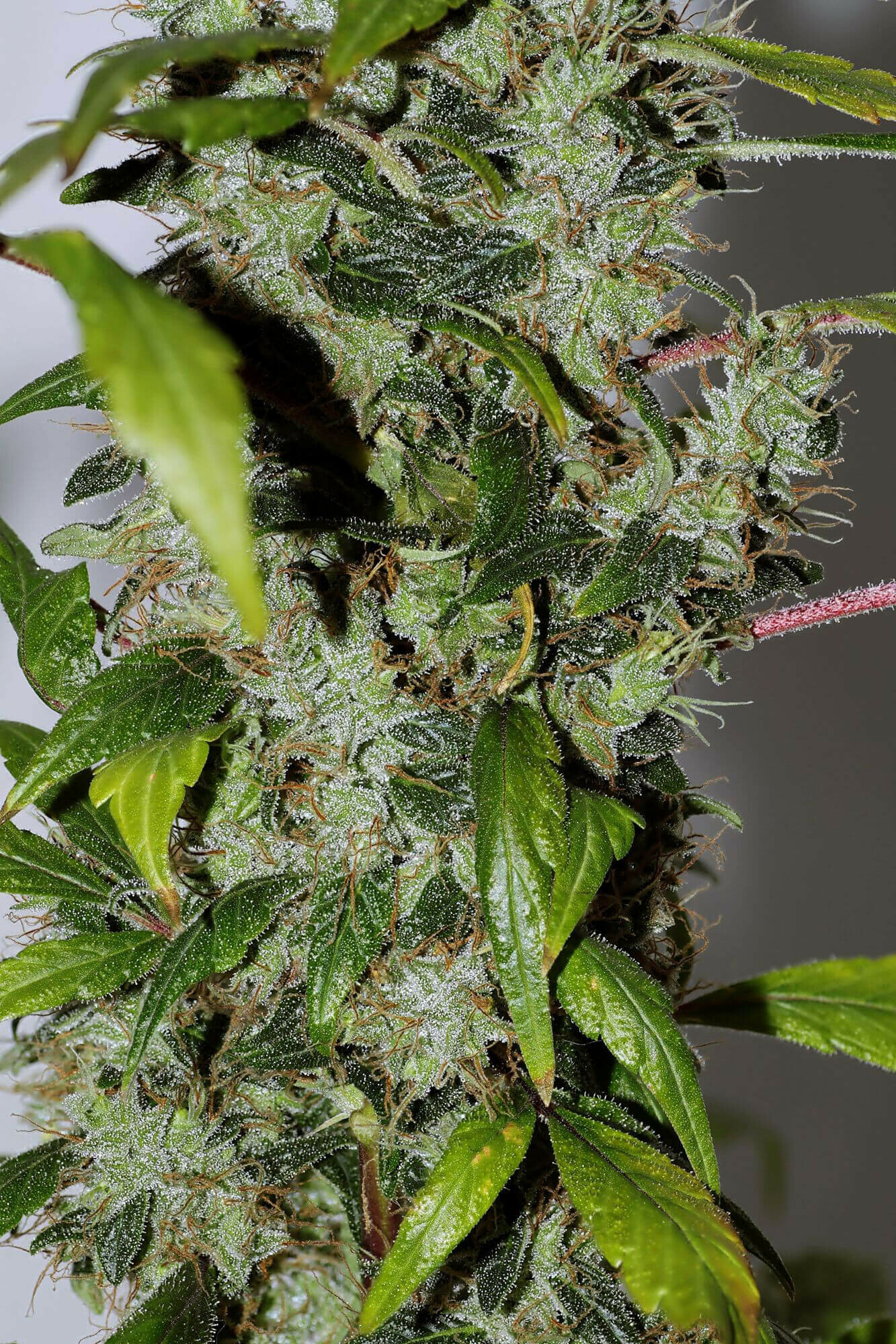 Seedsman - Purple Bud (reg.)