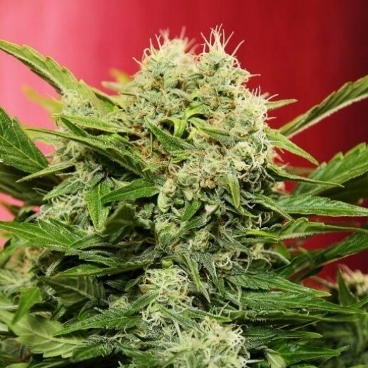 Doctor's Choice - Chronic Ryder (auto/fem.)