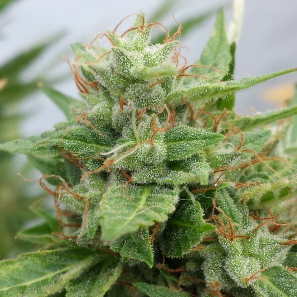 Doctor's Choice - OGRE (auto/fem.)