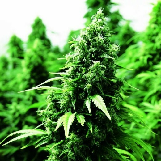 Doctor's Choice - OGRE (auto/fem.)