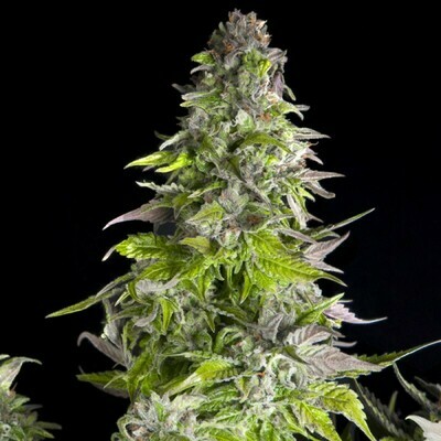 Pyramid Seeds - Romulan (fem.) 07552
