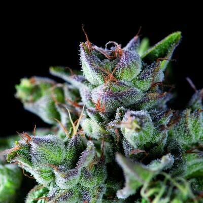 Pyramid Seeds - Gorila (fem.) 07542