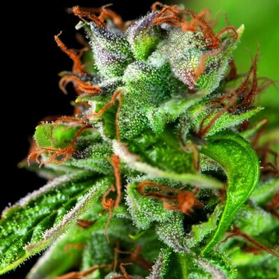 Pyramid Seeds - Double OG Haze (fem.) 07544