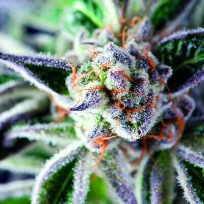 Pyramid Seeds - Do-Si-Dos (fem.) 07546
