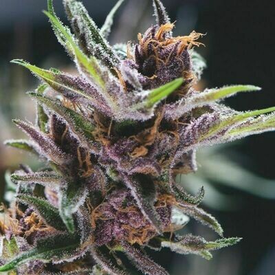 Pyramid Seeds - Black Cherry Punch (fem.) 07550