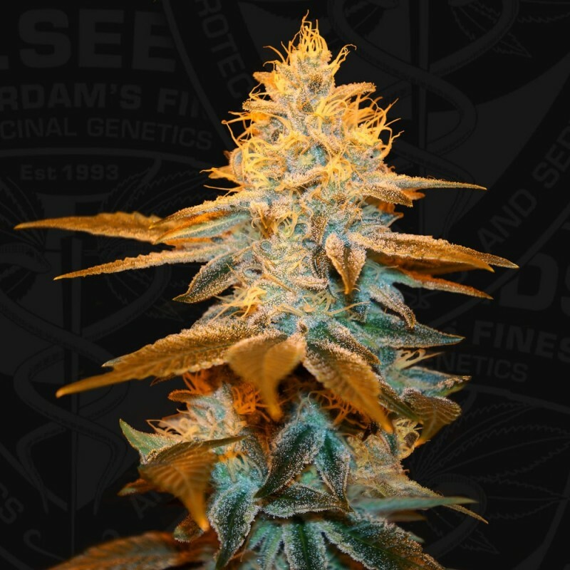 T.H. Seeds - Strawberry Glue (fem.)