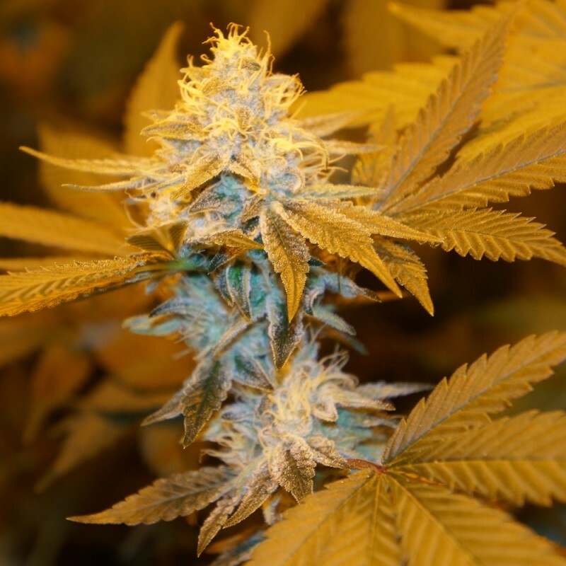 T.H. Seeds - Strawberry Glue (fem.)