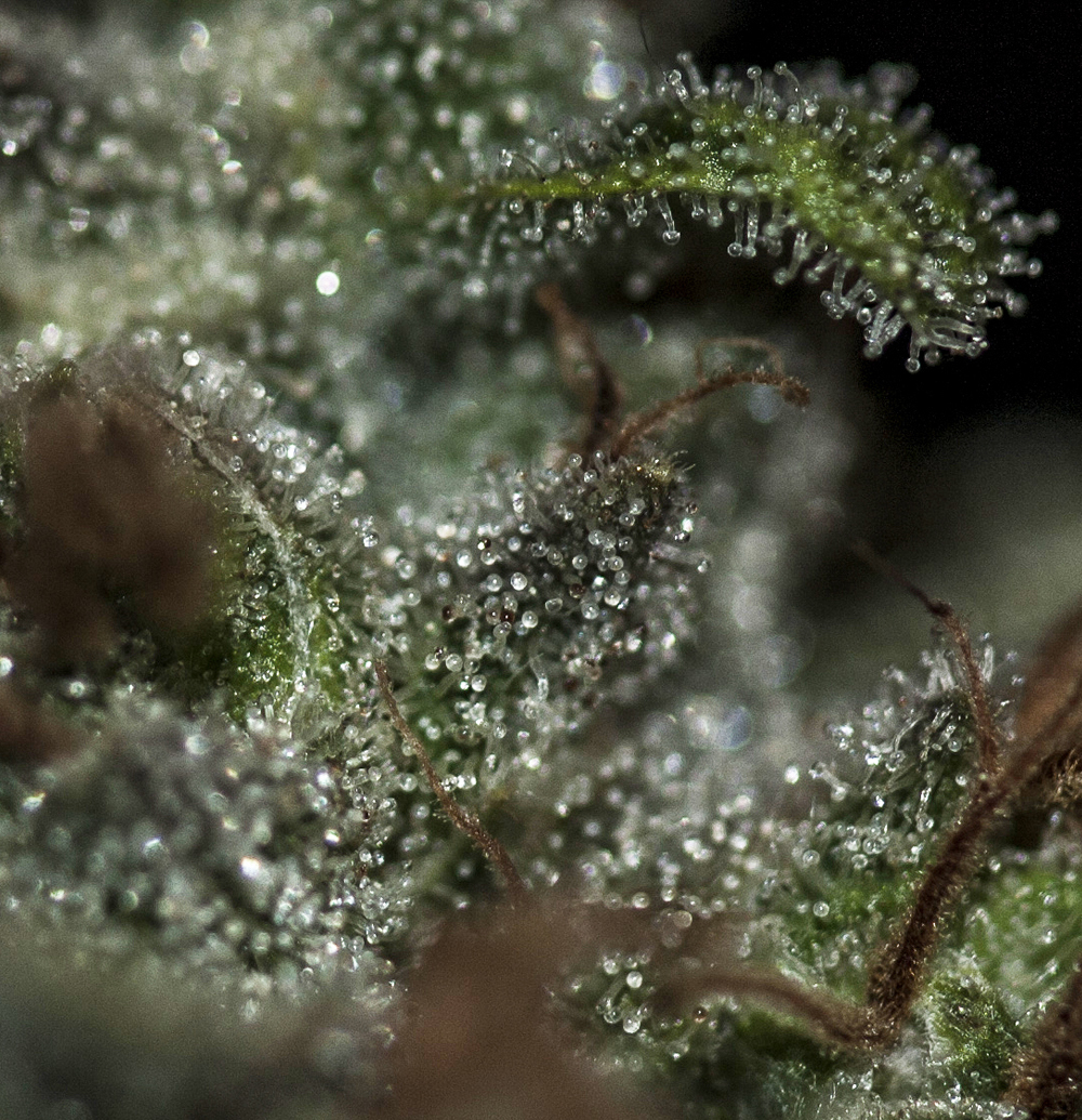 T.H. Seeds - Underdawg OG Kush (fem.)