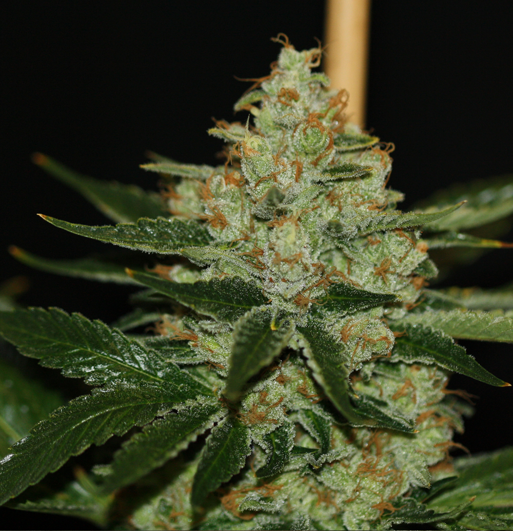 T.H. Seeds - Underdawg OG Kush (fem.)