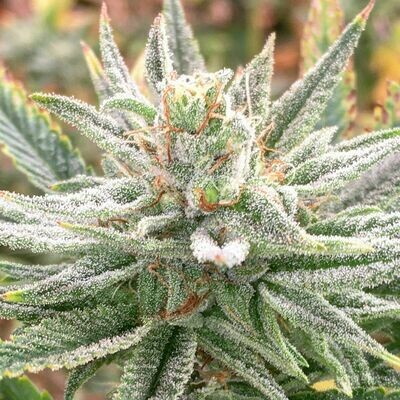 Dark Horse Genetics - Lazar 115 (reg.) 07563