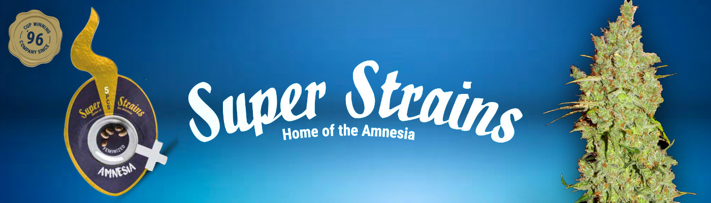 Super Strains Seeds - Amnesia (fem.)