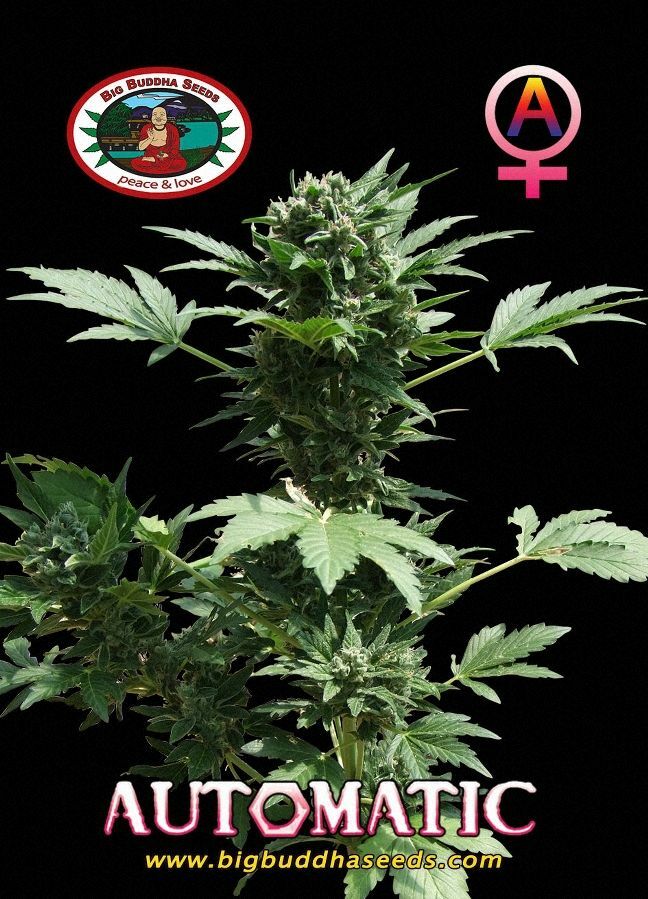 Big Buddha Seeds - Automatic (auto/fem.)
