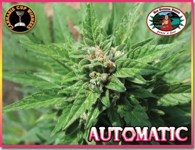 Big Buddha Seeds - Automatic (auto/fem.)