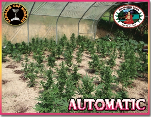 Big Buddha Seeds - Automatic (auto/fem.)