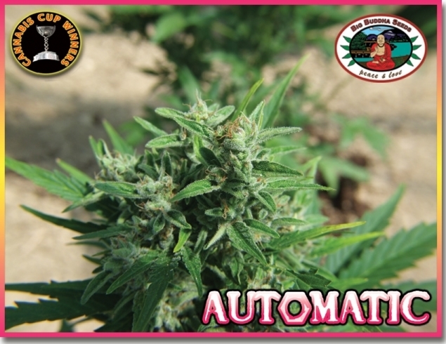 Big Buddha Seeds - Automatic (auto/fem.)