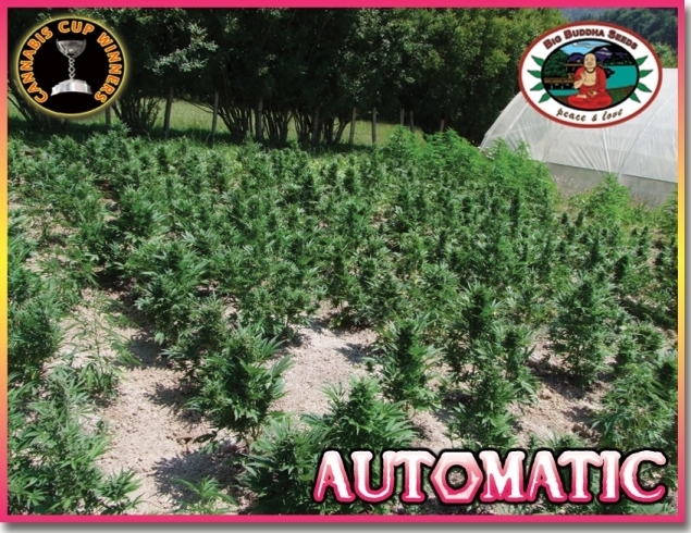 Big Buddha Seeds - Automatic (auto/fem.)
