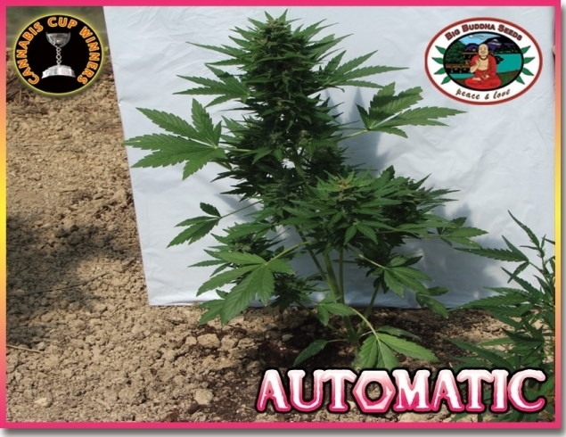 Big Buddha Seeds - Automatic (auto/fem.)