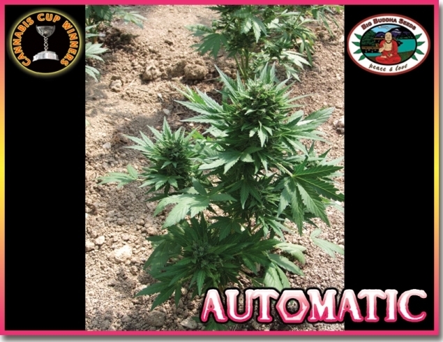Big Buddha Seeds - Automatic (auto/fem.)