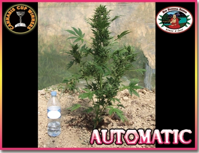 Big Buddha Seeds - Automatic (auto/fem.)