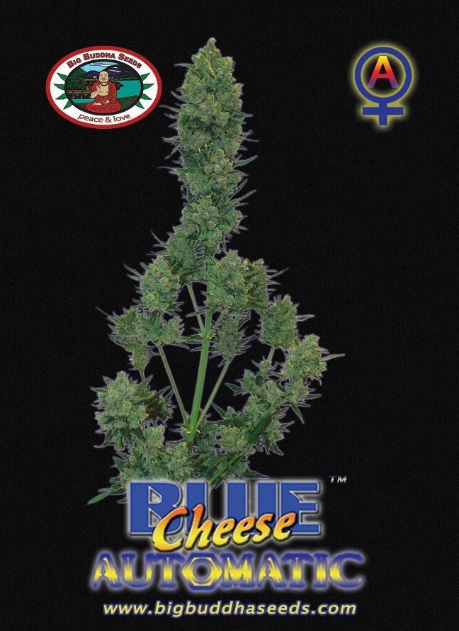Big Buddha Seeds - Blue Cheese Auto (auto/fem.)