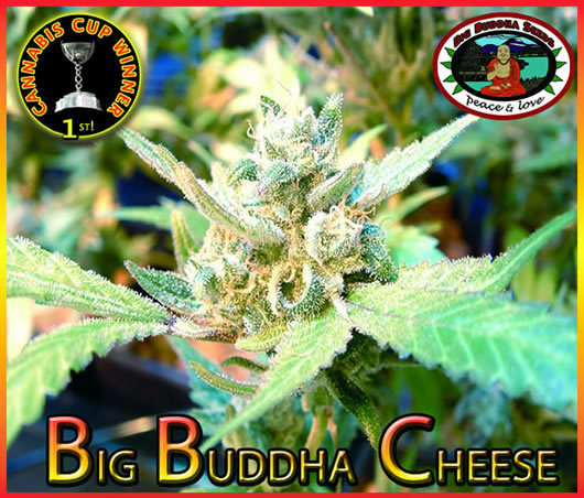 Big Buddha Seeds - Big Buddha Cheese (fem.)