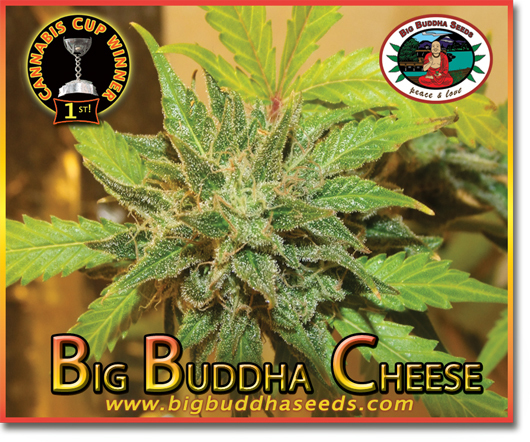 Big Buddha Seeds - Big Buddha Cheese (fem.)
