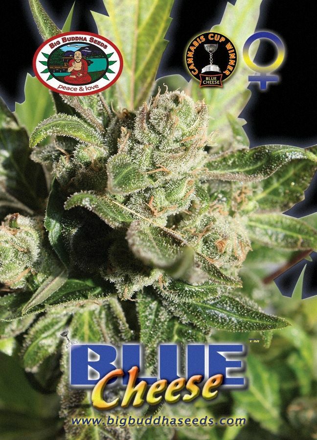 Big Buddha Seeds - Blue Cheese (fem.)