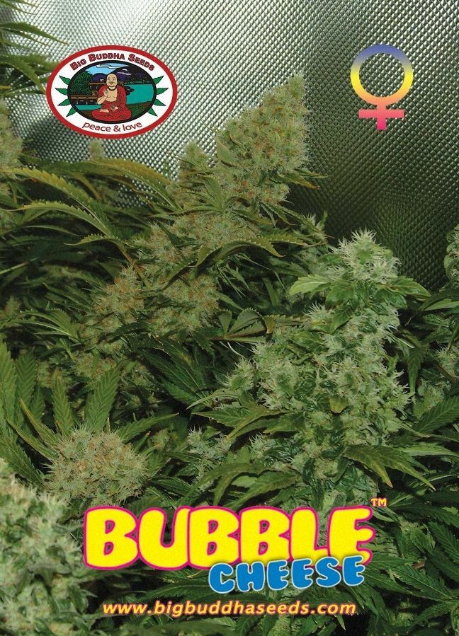 Big Buddha Seeds - Bubble Cheese (fem.)