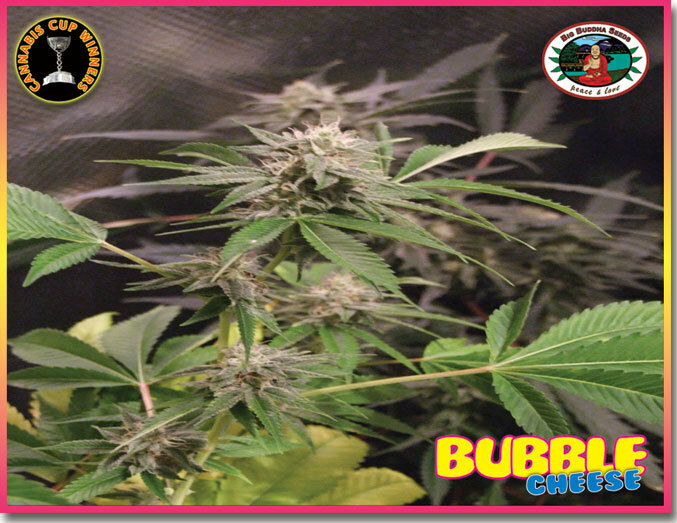 Big Buddha Seeds - Bubble Cheese (fem.)