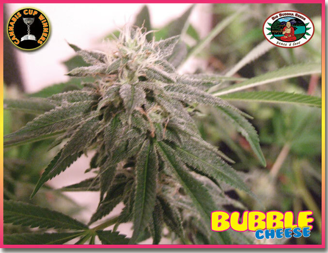 Big Buddha Seeds - Bubble Cheese (fem.)