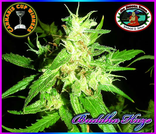 Big Buddha Seeds - Buddha Haze (fem.)