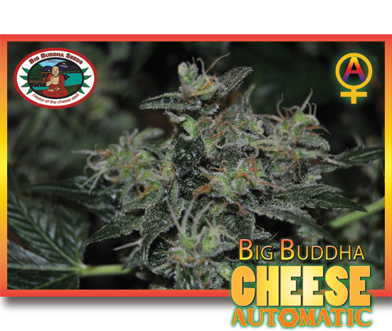 Big Buddha Seeds - Cheese Automatic (auto/fem.)