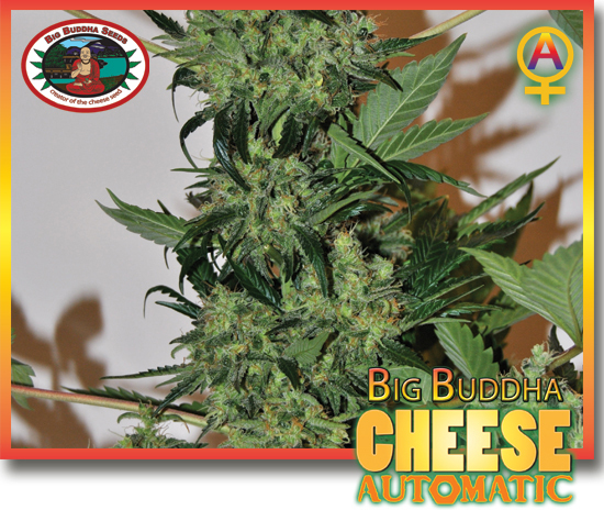 Big Buddha Seeds - Cheese Automatic (auto/fem.)