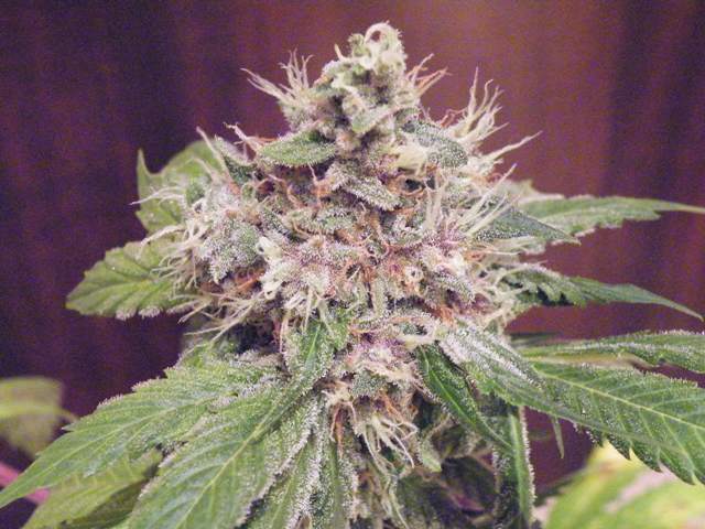 Green Devil Genetics - Sweet Clements (fem.)