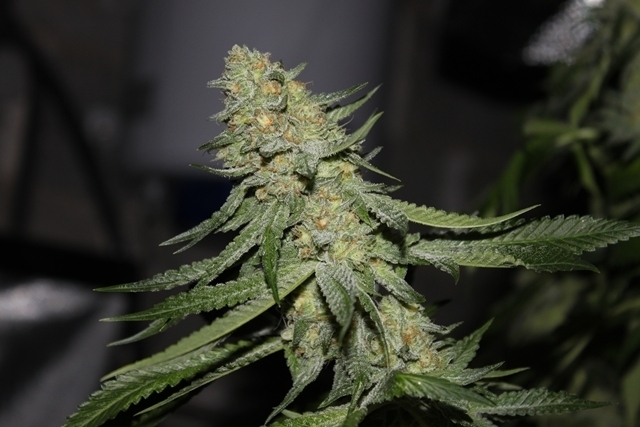 Green Devil Genetics - GD Town (fem.)