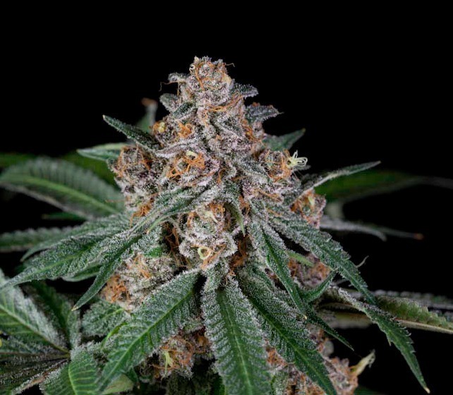 Green Devil Genetics - Doja Bubba Berry (fem.)