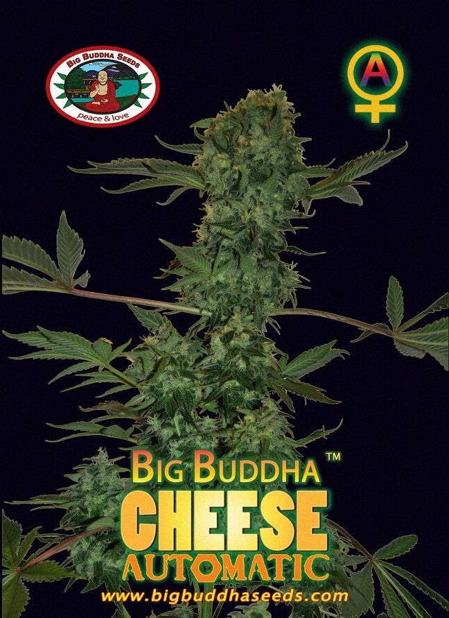 Big Buddha Seeds - Cheese Automatic (auto/fem.)