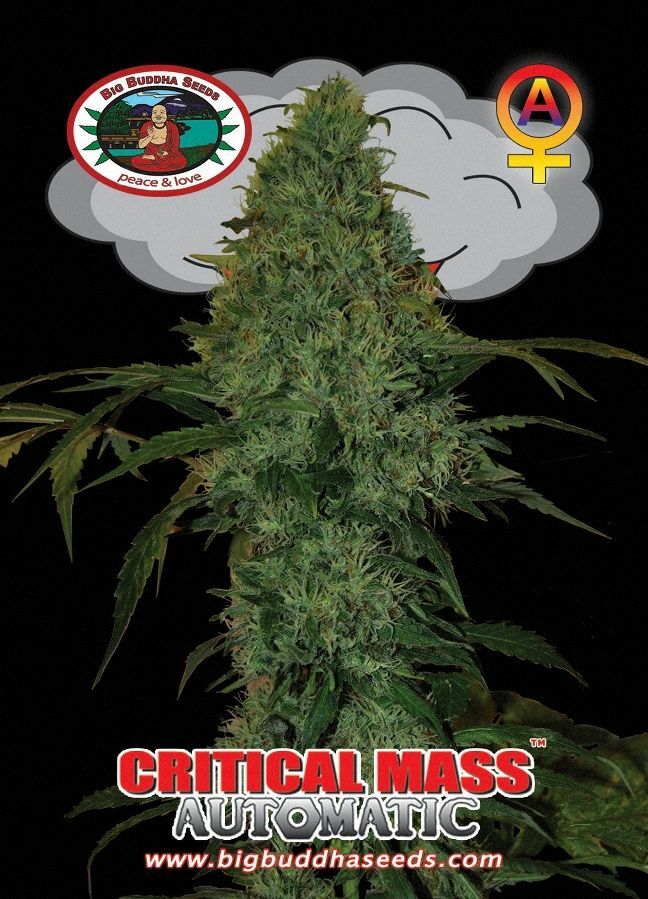 Big Buddha Seeds - Critical Mass Automatic (auto/fem.)