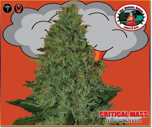 Big Buddha Seeds - Critical Mass Automatic (auto/fem.)