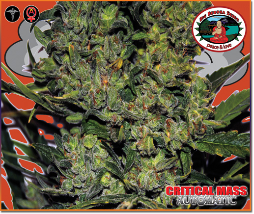 Big Buddha Seeds - Critical Mass Automatic (auto/fem.)
