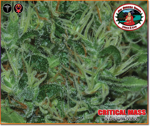 Big Buddha Seeds - Critical Mass Automatic (auto/fem.)
